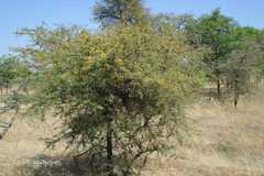 Acacia eburnea